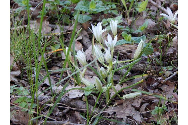 Ornithogalum sintenisii -12903