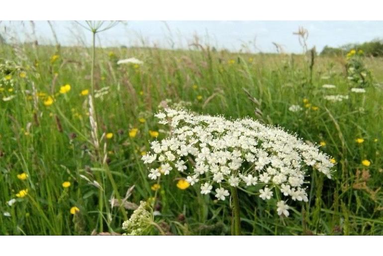 Pimpinella major -12907