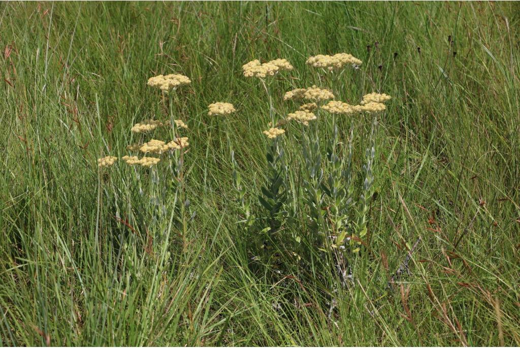 Strobloem met kleine aanhangsels