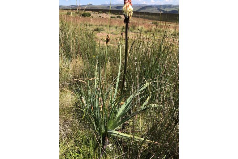 Kniphofia baurii -12916