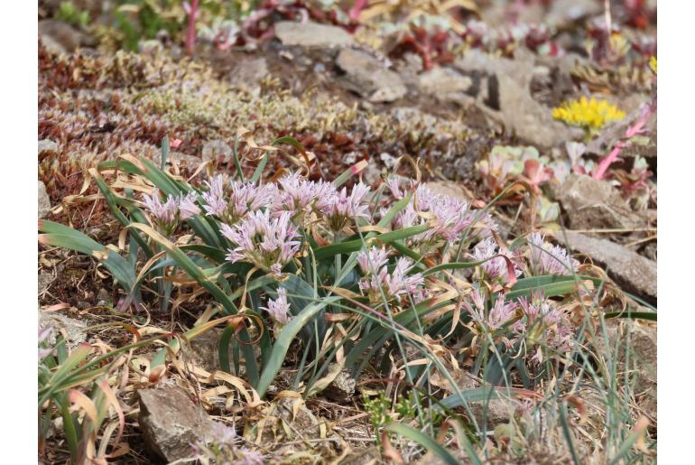 Allium crenulatum -12942