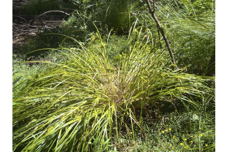 Carex maorica -12944