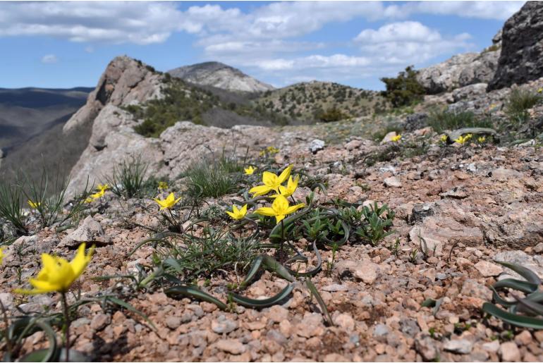 Tulipa sylvestris ssp australis -12949