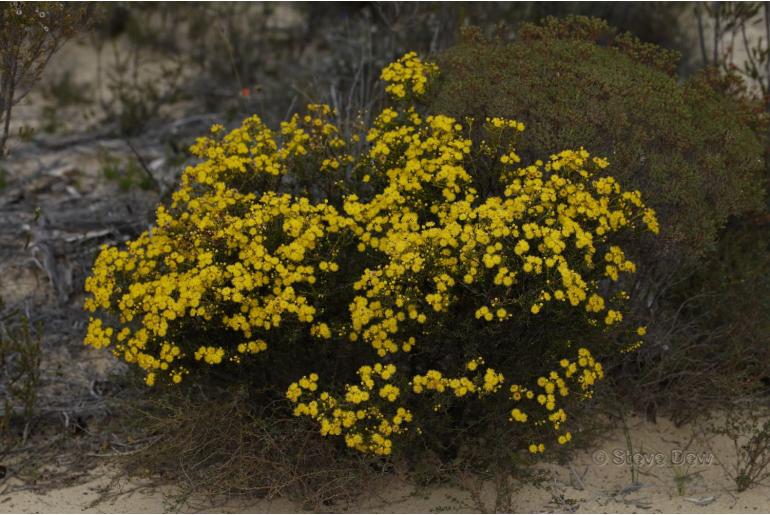 Verticordia chrysanthella -12952