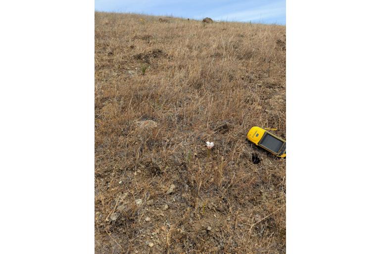 Calochortus argillosus -12953