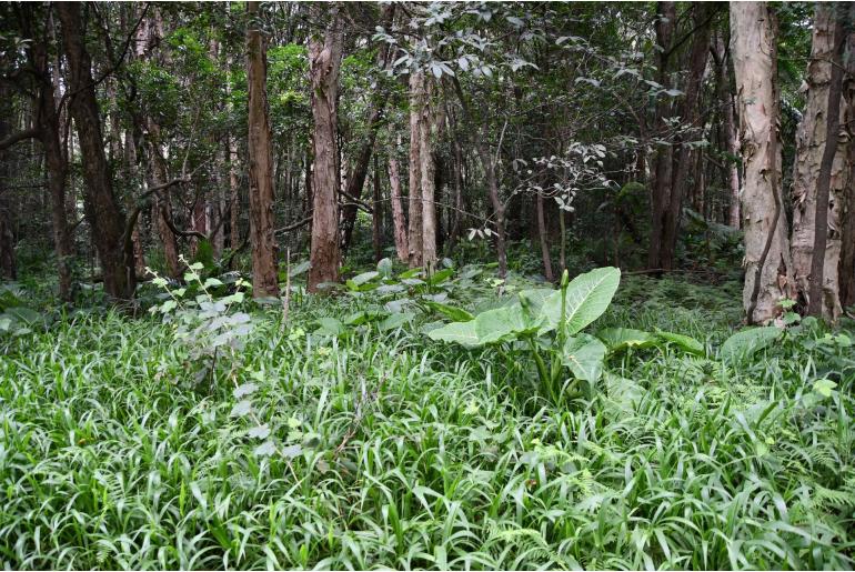 Alocasia brisbanensis -12962