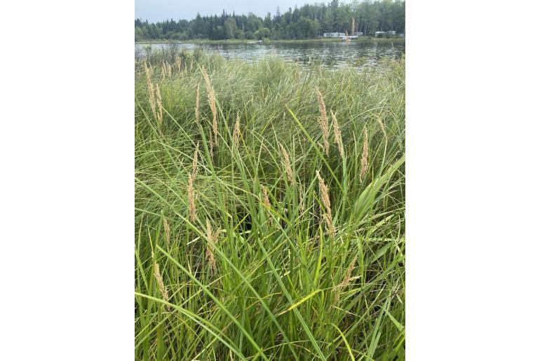 Calamagrostis canadensis -12970