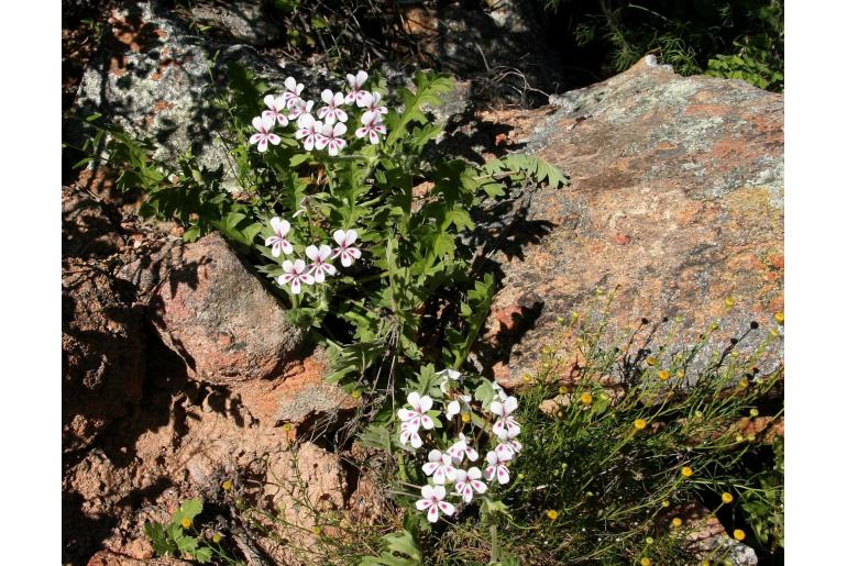 Pelargonium pulchellum -12977