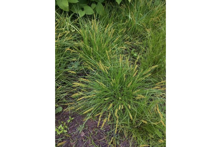 Carex vulpinoidea -12981