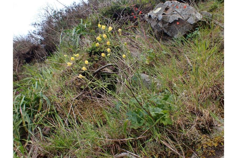 Delphinium luteum -12991