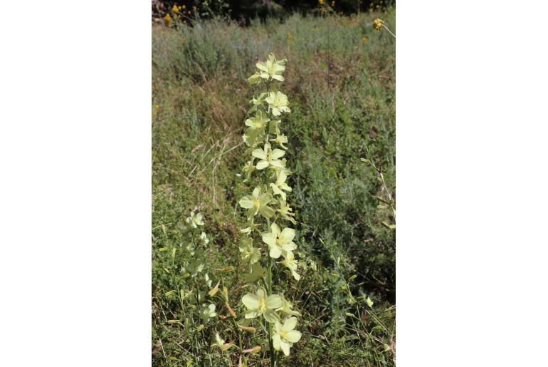 Delphinium semibarbatum -12992