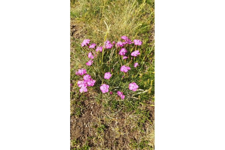 Dianthus seguieri ssp requienii -12995