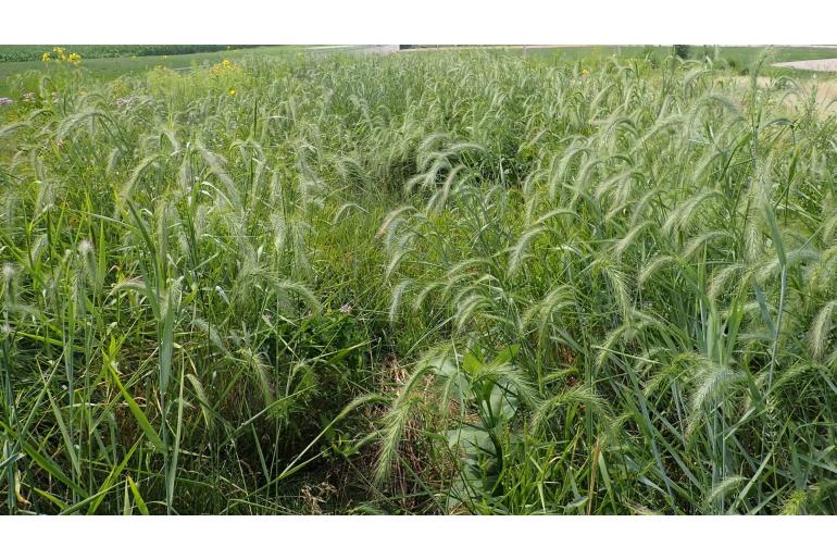 Elymus canadensis -12999