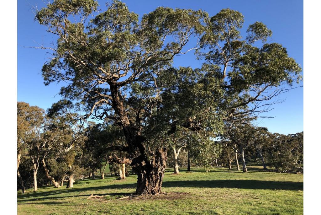 Cygnet River vlechtwerk Eucalyptus