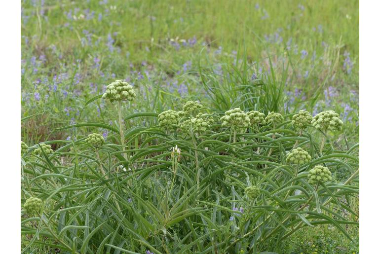 Asclepias asperula -13016