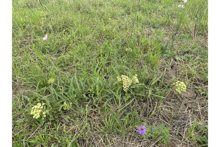 Asclepias asperula ssp capricornu -13017