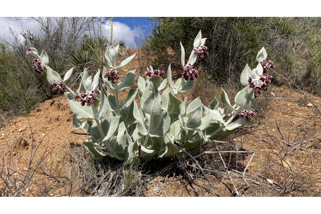 Californische asclepias