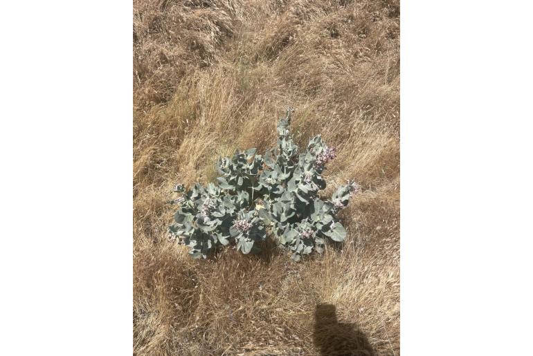 Asclepias californica ssp greenei -13019