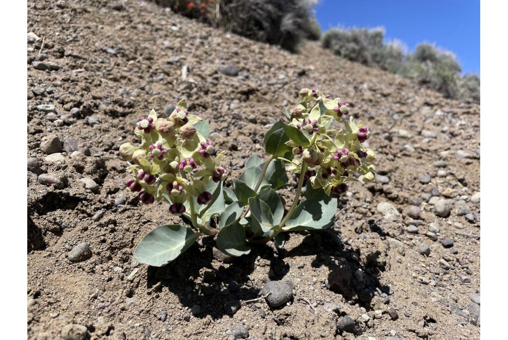 Bleke asclepias