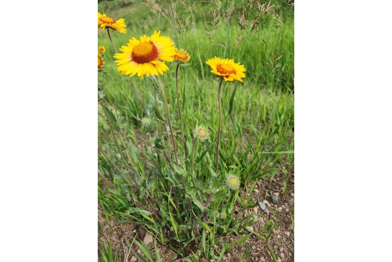 Gaillardia aristata -13040