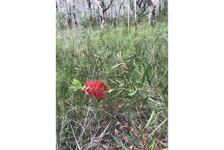 Melaleuca pachyphylla -13052