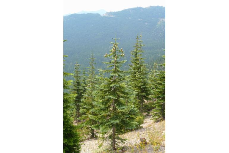 Abies procera -13066