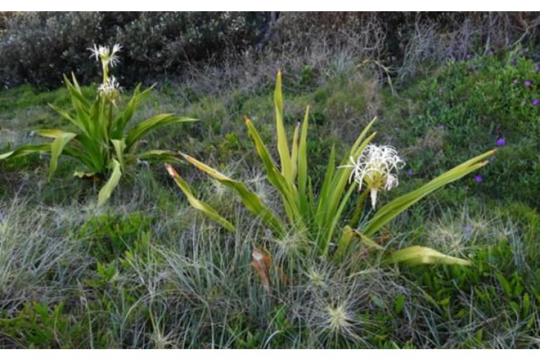 Crinum asiaticum var pedunculatum -13067