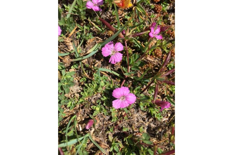 Dianthus myrtinervius -13077