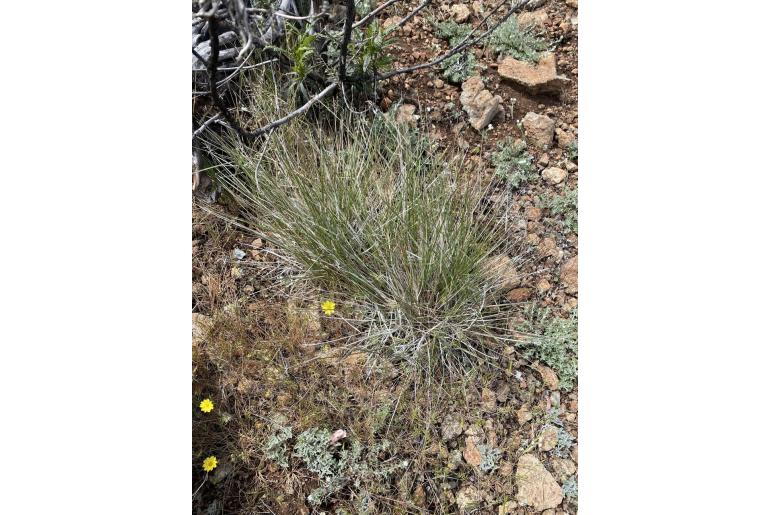 Elymus elymoides -13088