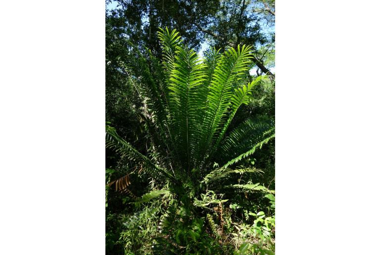 Encephalartos hildebrandtii -13092