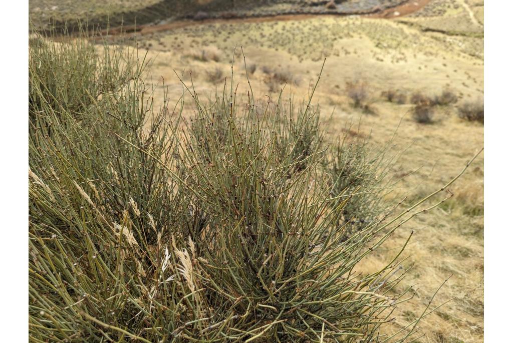 Californische ephedra