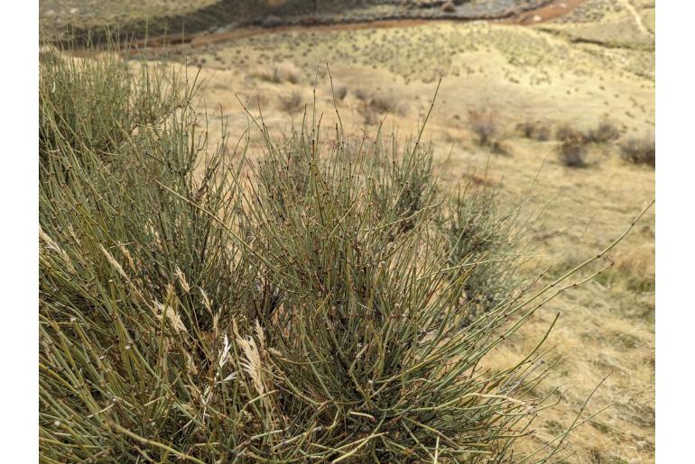 Ephedra californica -13093