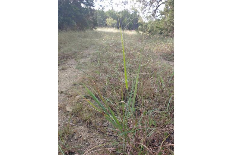 Eragrostis intermedia -13096