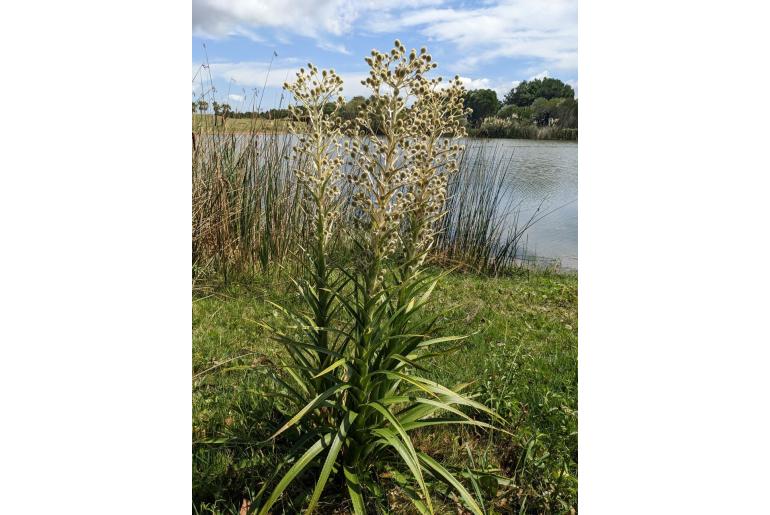 Eryngium eburneum -13100