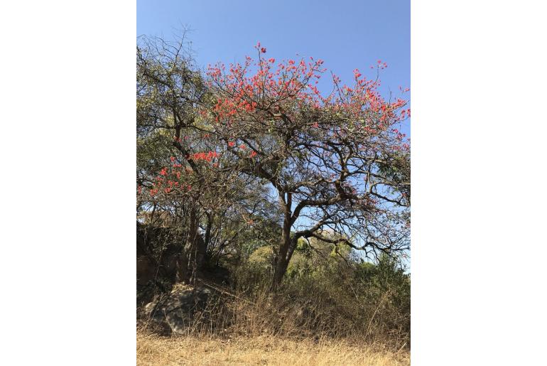 Erythrina abyssinica -13101