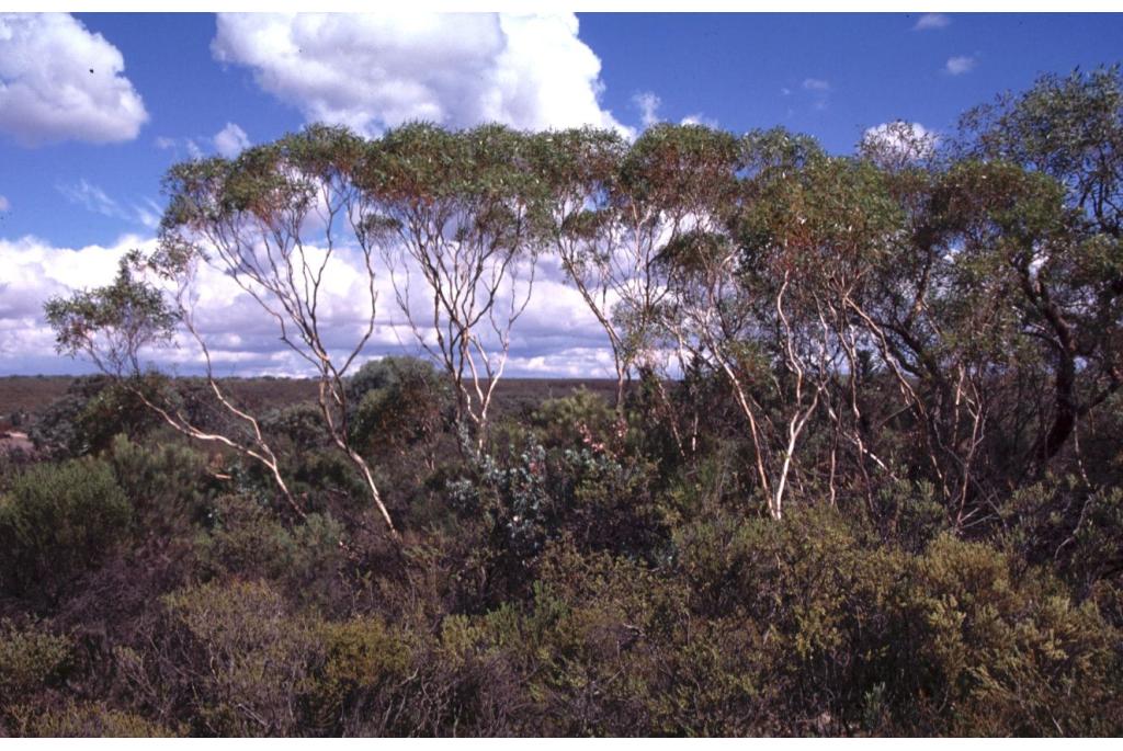 Witbladige Eucalyptus