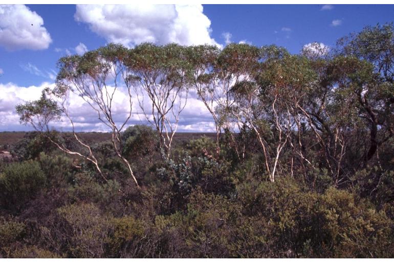 Eucalyptus albida -13103