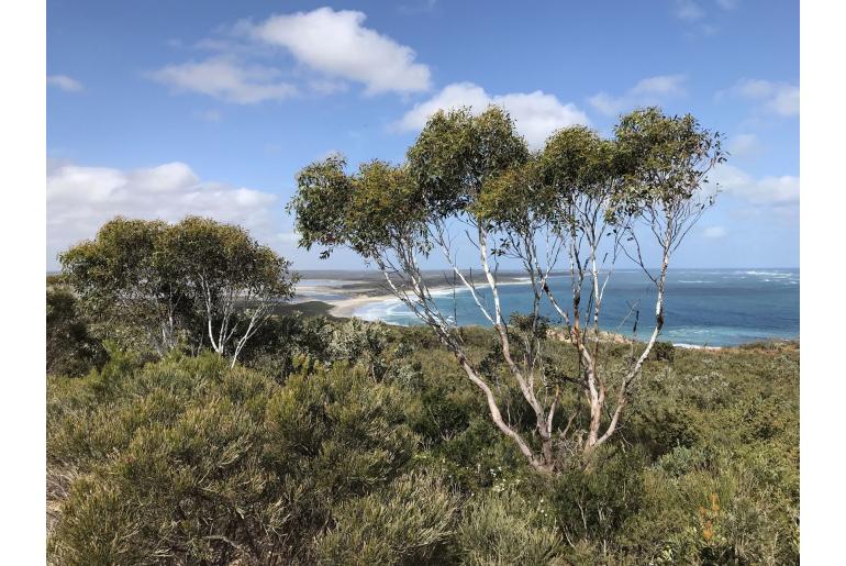 Eucalyptus decurva -13104