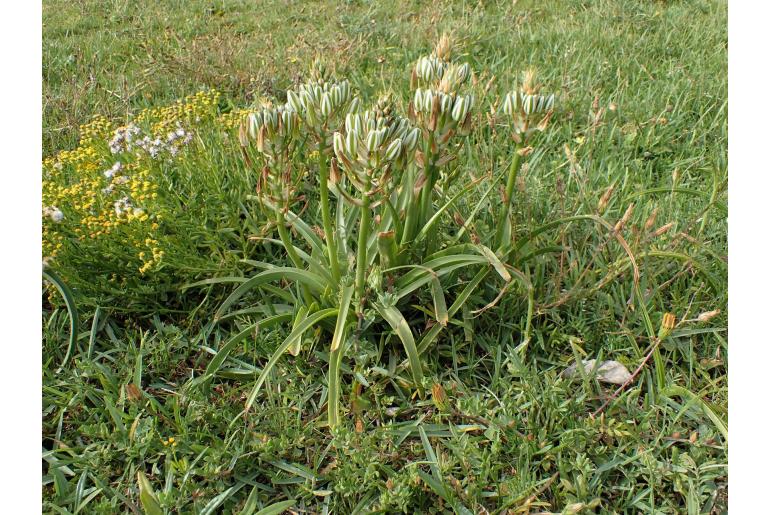 Albuca batteniana -13106