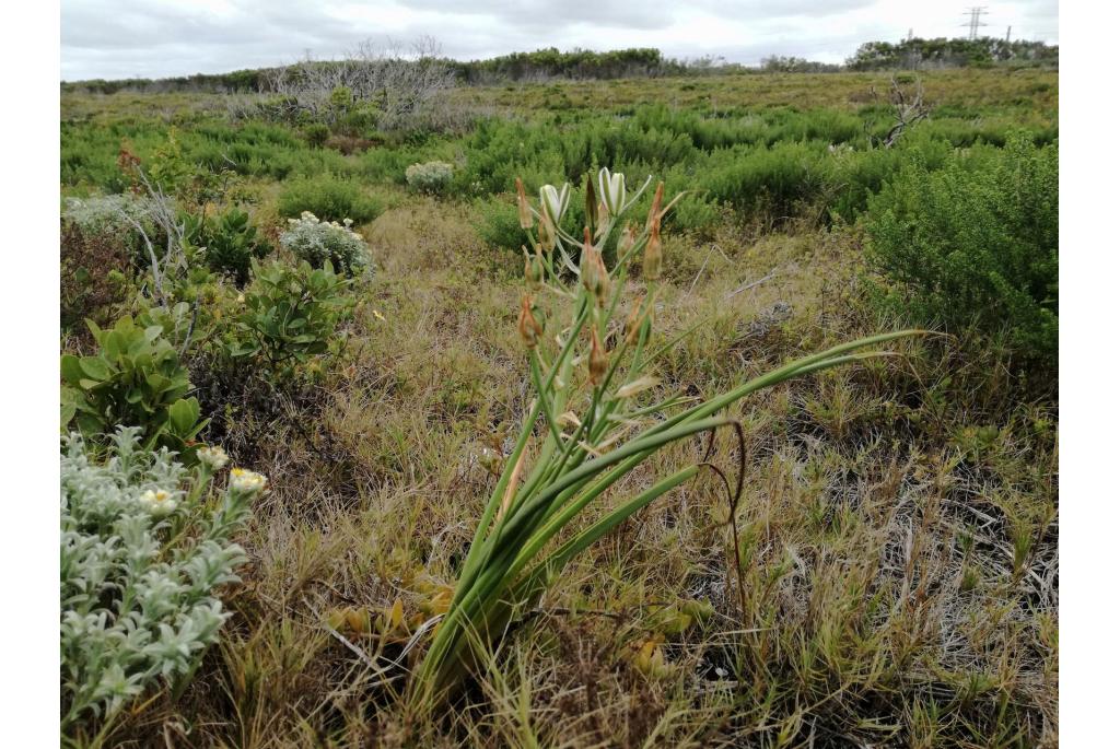 Saai albuca