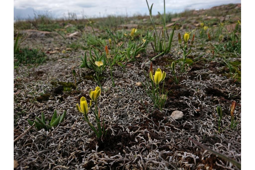 Rots albuca