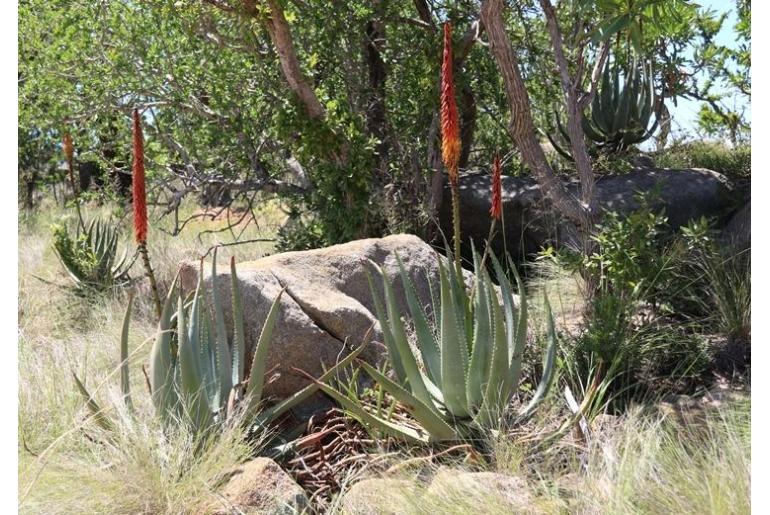 Aloe gerstneri -13117