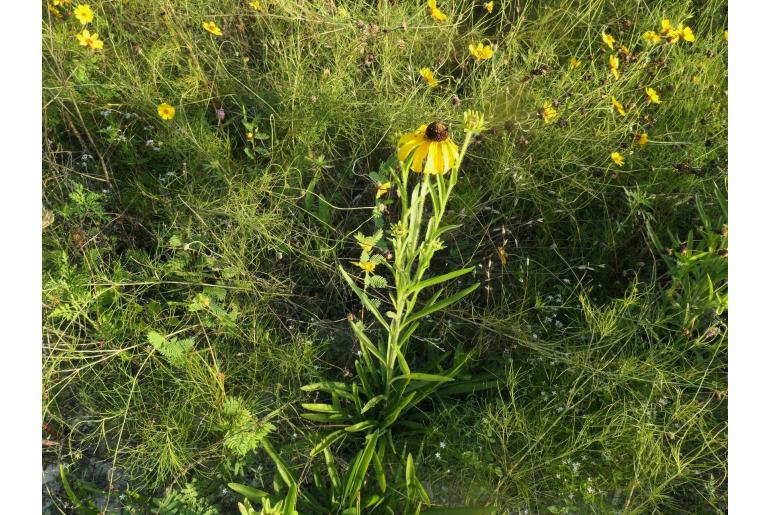 Rudbeckia missouriensis -13127