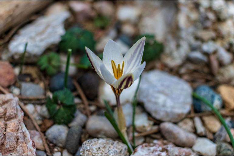 Crocus nubigena -13130