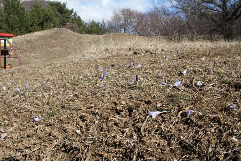 Crocus tauricus -13131