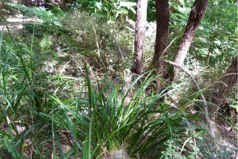 Carex solandri -13135