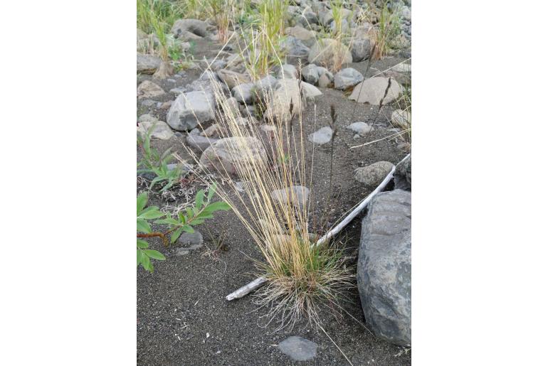 Festuca brachyphylla -13139