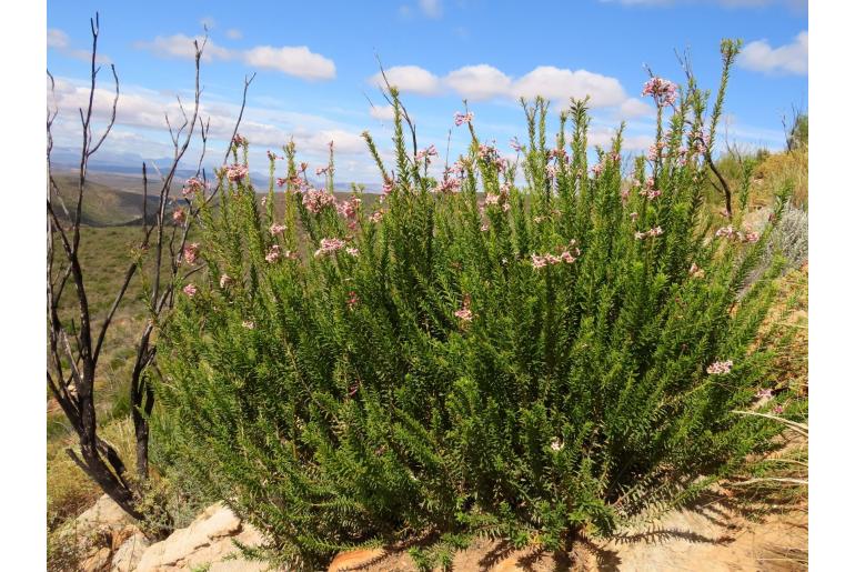 Freylinia densiflora -13142