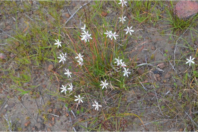 Trachyandra filiformis -13178