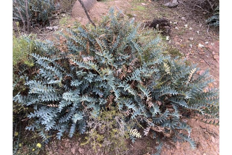 Banksia drummondii -13184